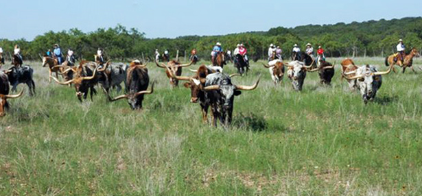 Texas Longhorn cattle drive at Y.O. Ranch