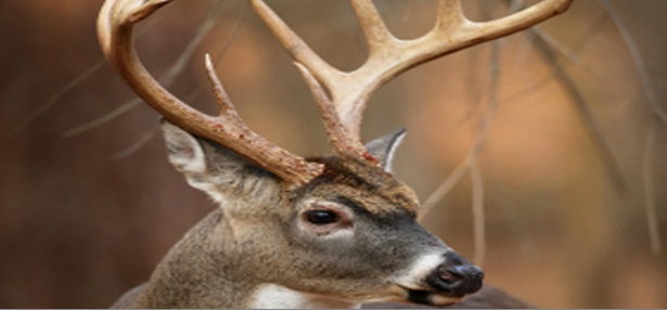 Buck deer at Y.O. Ranch