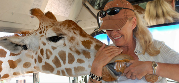 Woman with giraffe on Y.O. Ranch wildlife tour