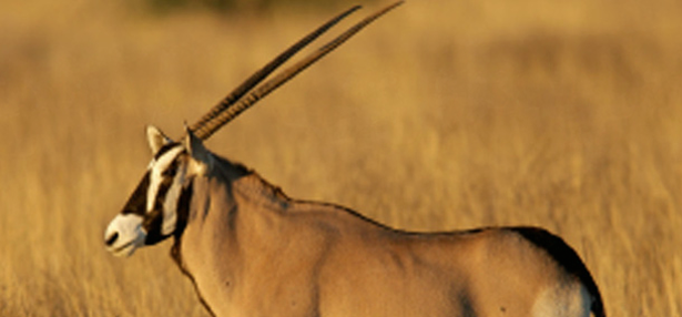Oryx in savanna at Y.O. Ranch