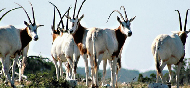 Oryx herd at Y.O. Ranch