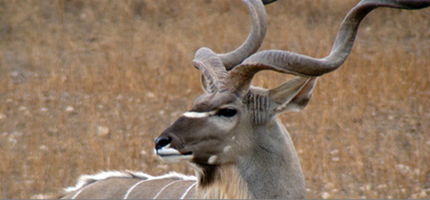 Exotic hunting at Y.O. Ranch — Kudu